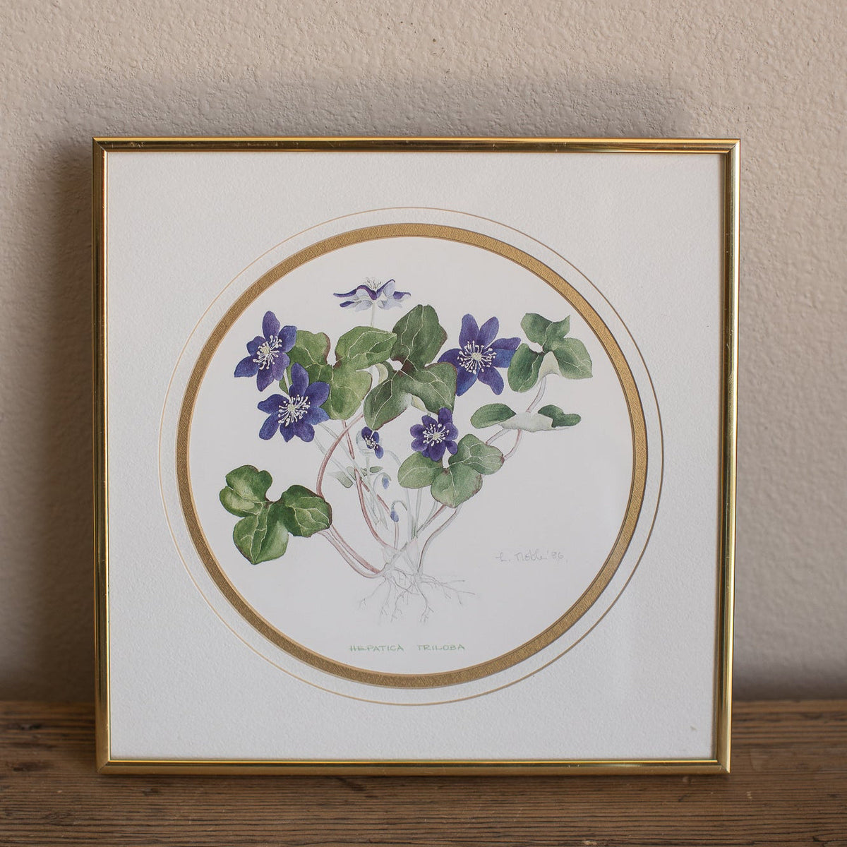 Framed Hepatica Watercolor Botanical Print