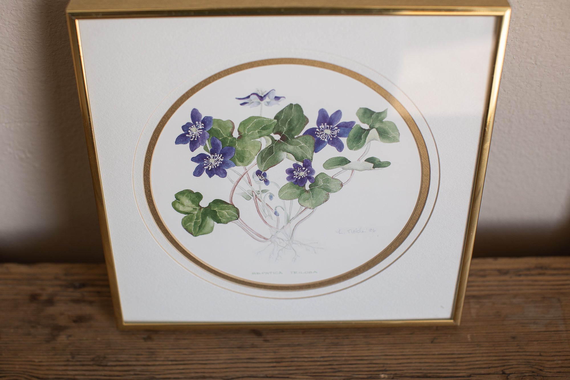 Framed Hepatica Watercolor Botanical Print