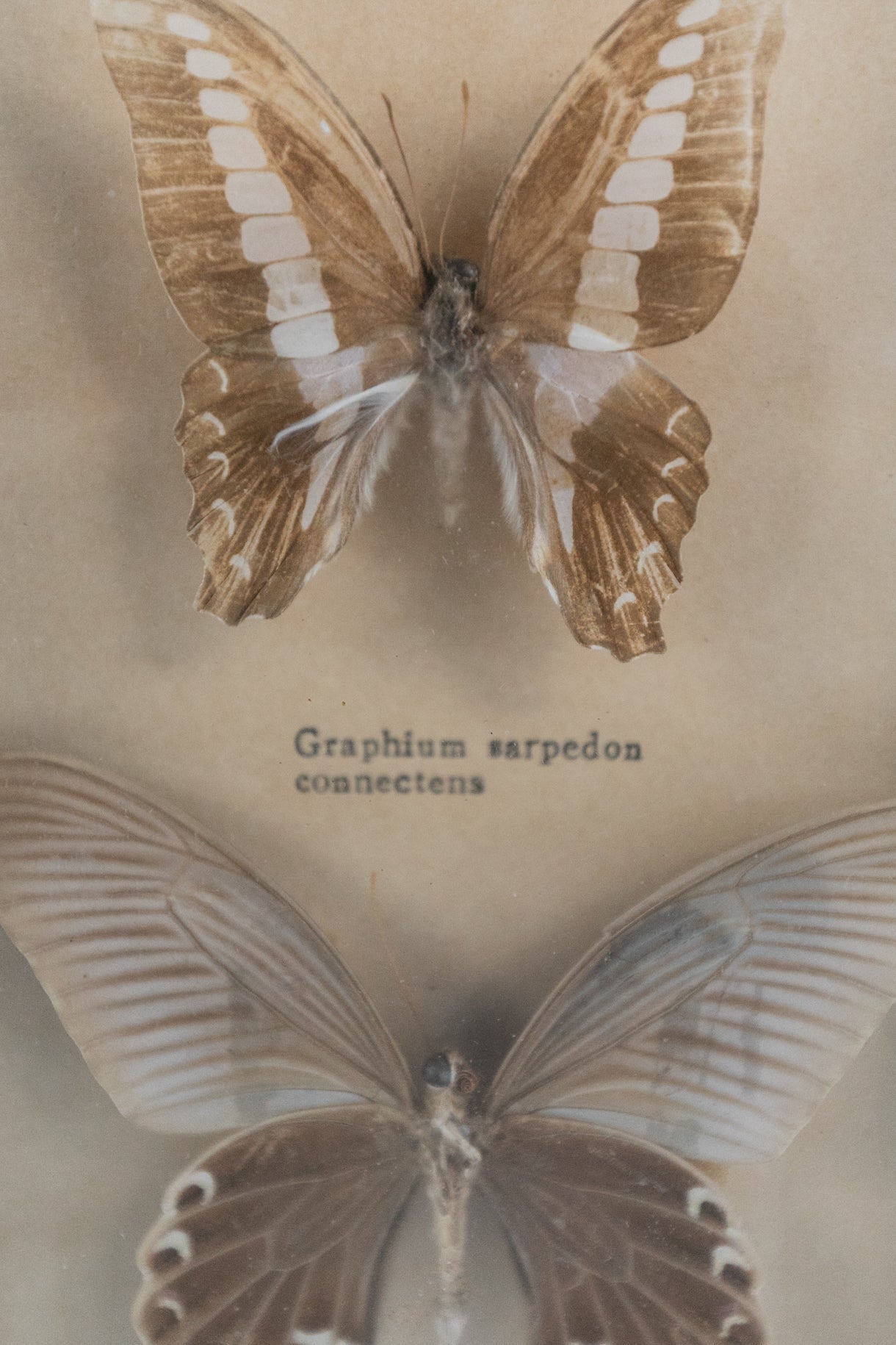 Framed Butterflies