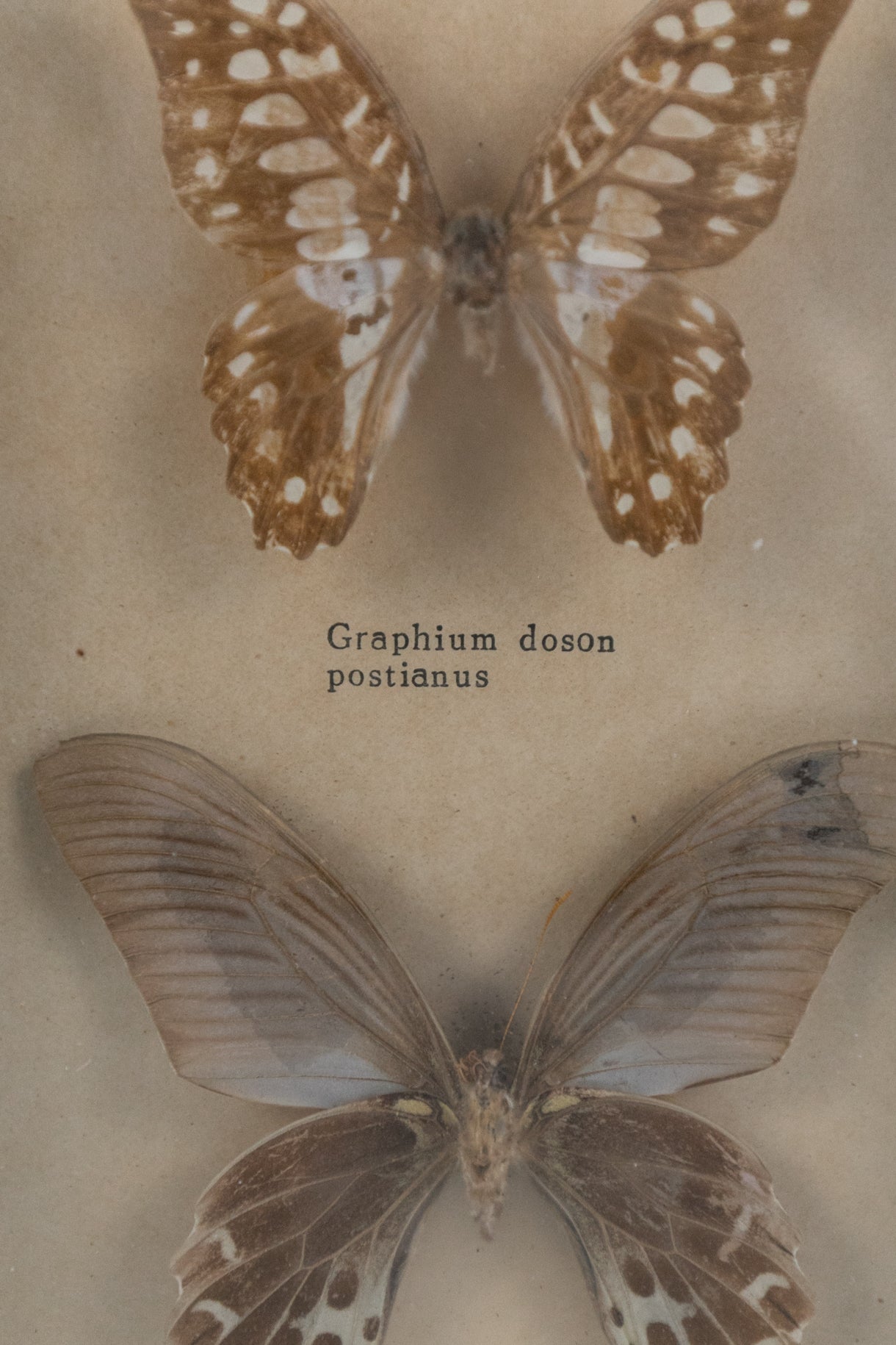 Framed Butterflies