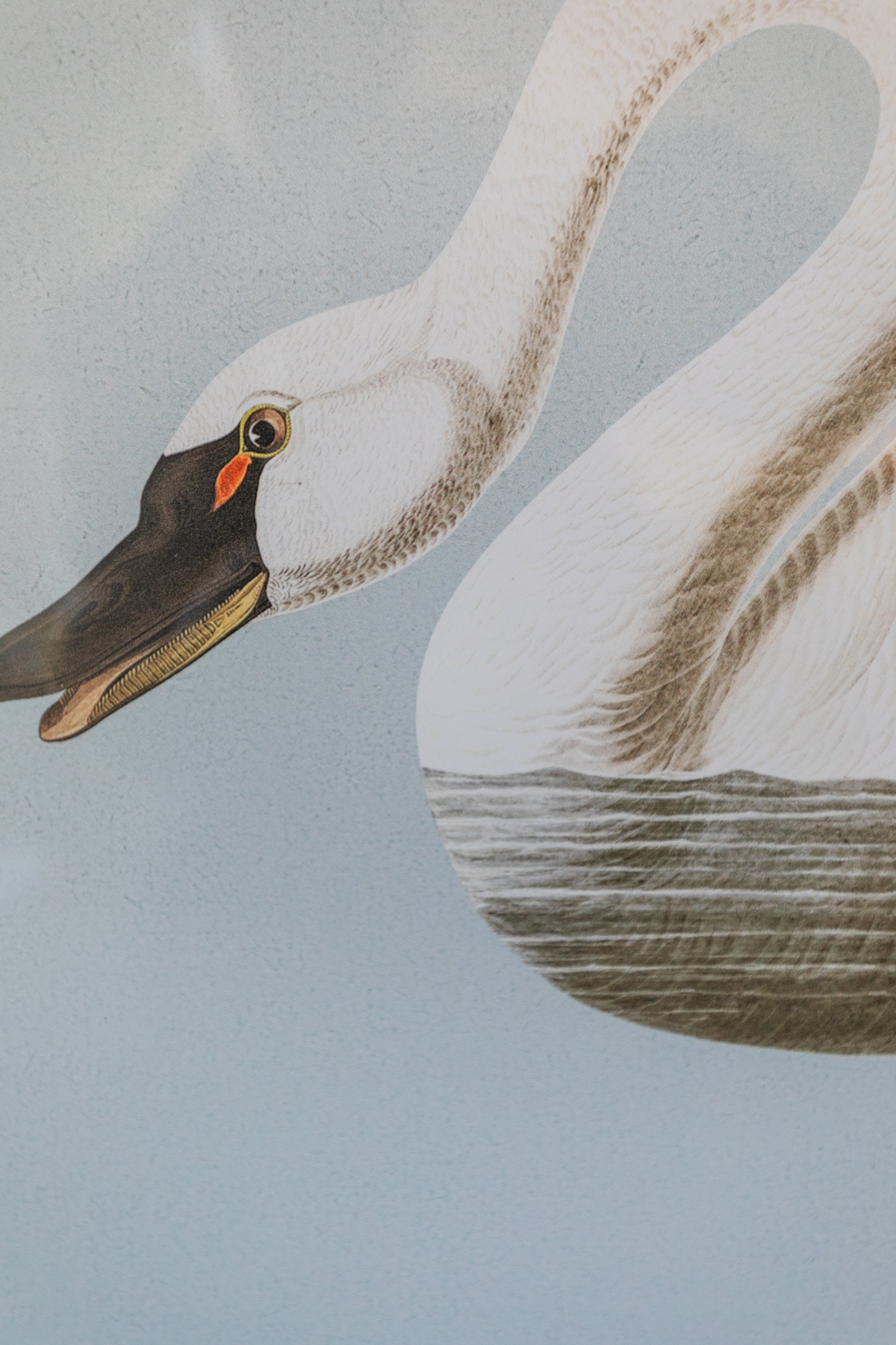 Framed Swan Print