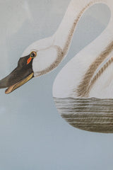 Framed Swan Print