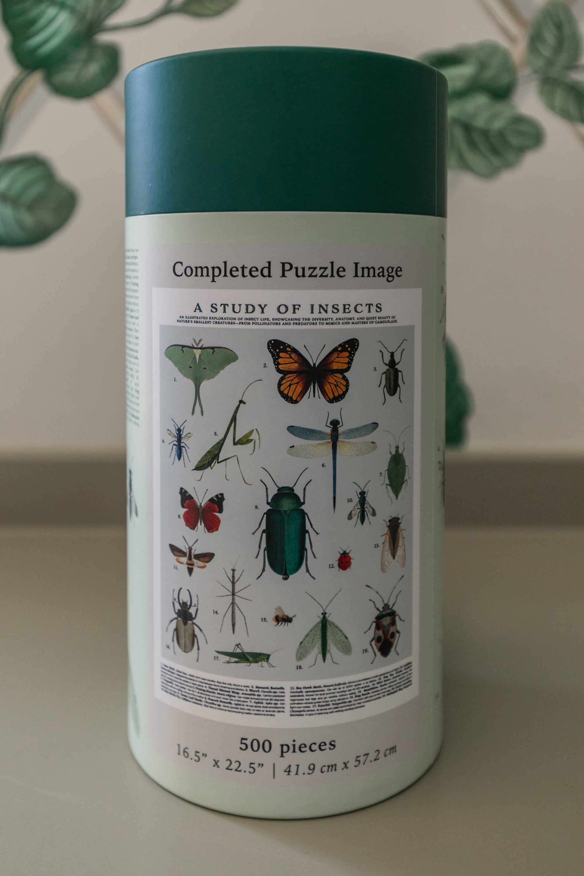 Insects Puzzle