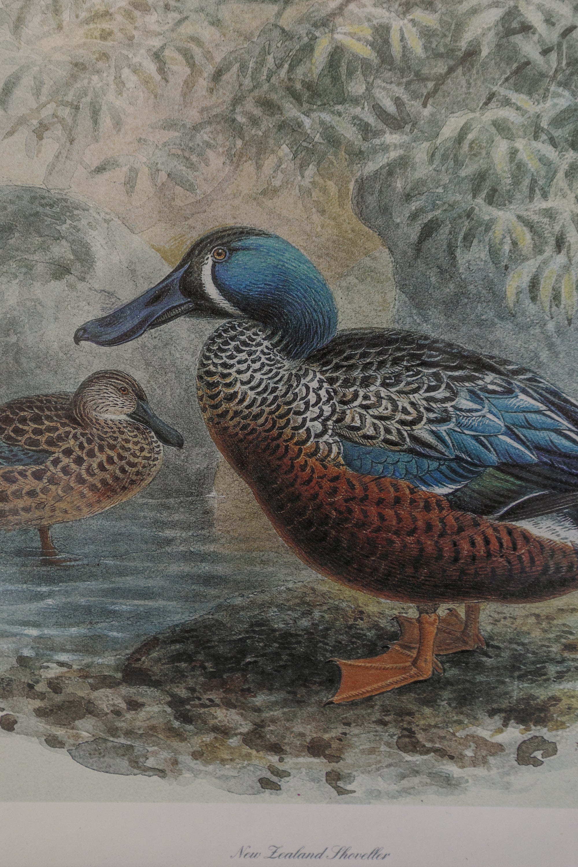 Duck with Painted Burl Matting